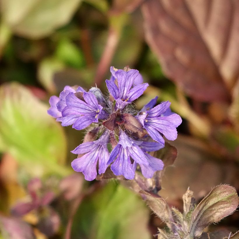 Bugle rampante - Ajuga reptans Catlin's Giant (Flowering)