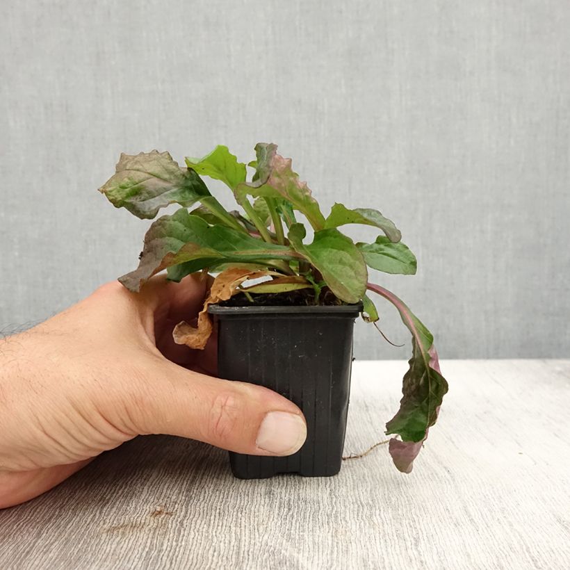 Spécimen de Bugle rampante - Ajuga reptans Purple Torch Godet de 7/8 cm tel que livré en automne