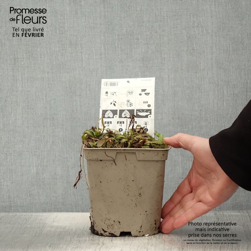 Example of Bugle rampante - Ajuga tenorii Chocolate Chip (Valfredda) Pot de 2L/3L as you get in hiver