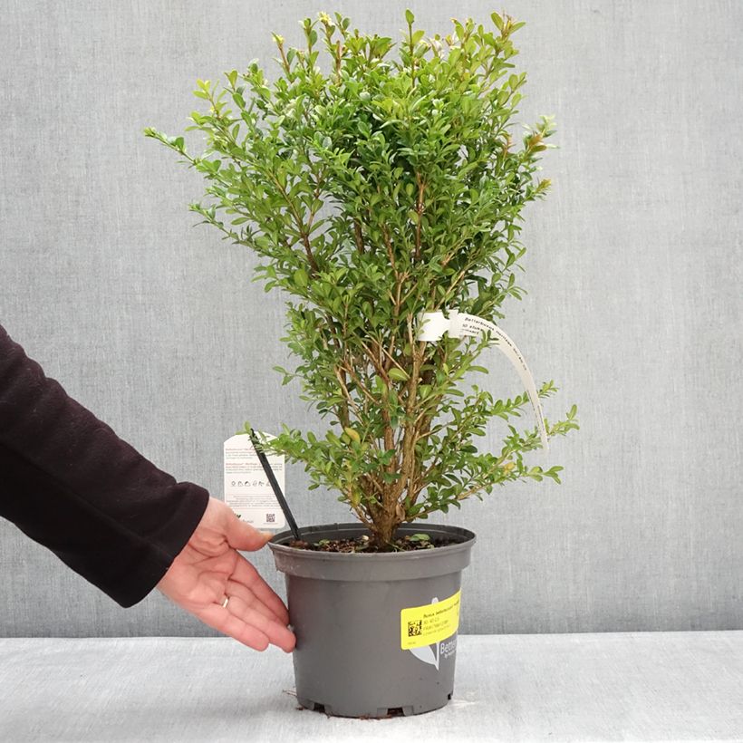 Spécimen de Buis - Buxus Betterbuxus Heritage Pot de 3L/4L tel que livré en hiver