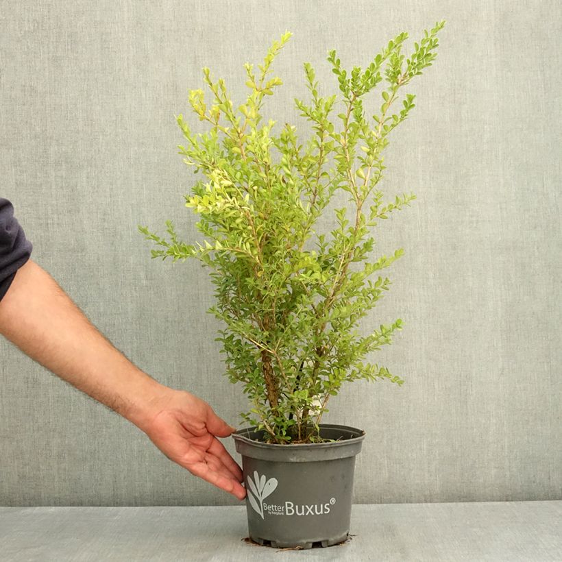 Spécimen de Buis - Buxus Betterbuxus Renaissance Pot de 3L/4L tel que livré en été