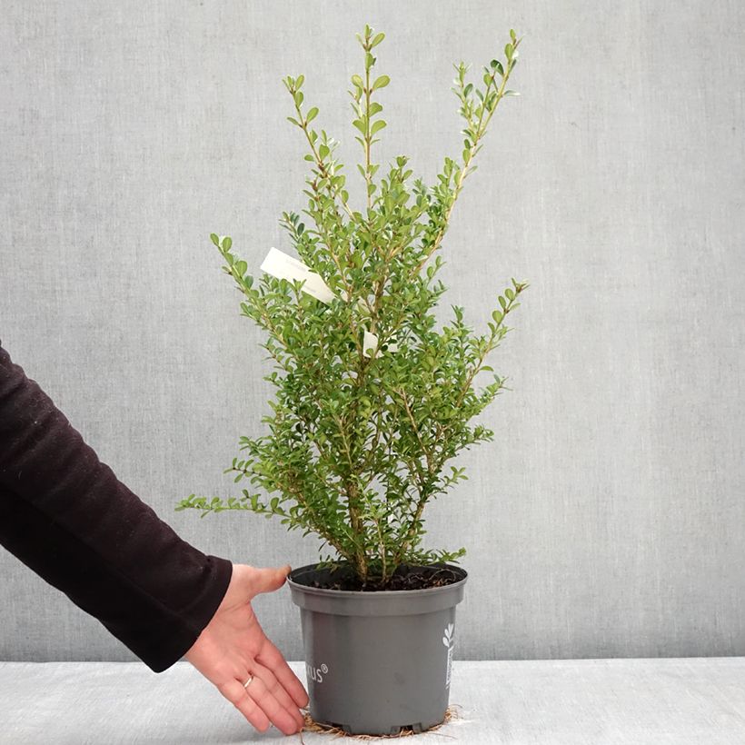 Spécimen de Buis - Buxus Betterbuxus Renaissance Pot de 3L/4L tel que livré en hiver