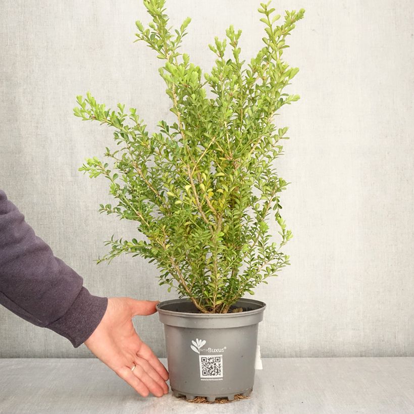 Spécimen de Buis - Buxus Betterbuxus Renaissance Pot de 3L/4L tel que livré au printemps