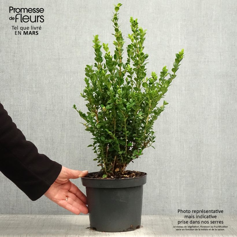Spécimen de Buis - Buxus microphylla Faulkner  Pot de 2L/3L tel que livré au printemps