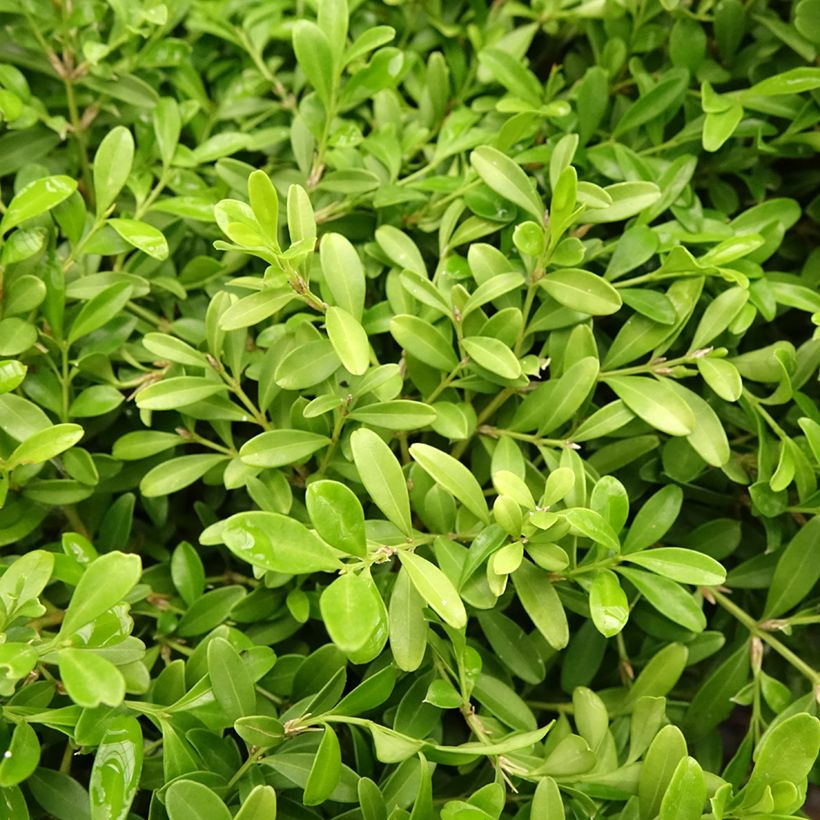Buis - Buxus microphylla Rococo (Feuillage)