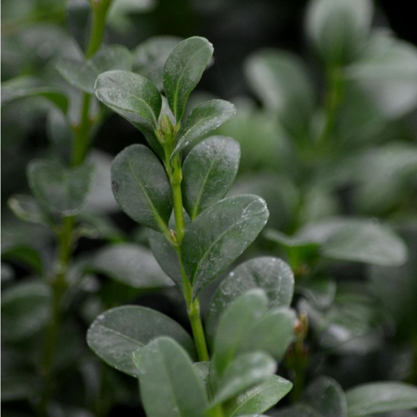 Buis bordure - Buxus sempervirens (Feuillage)