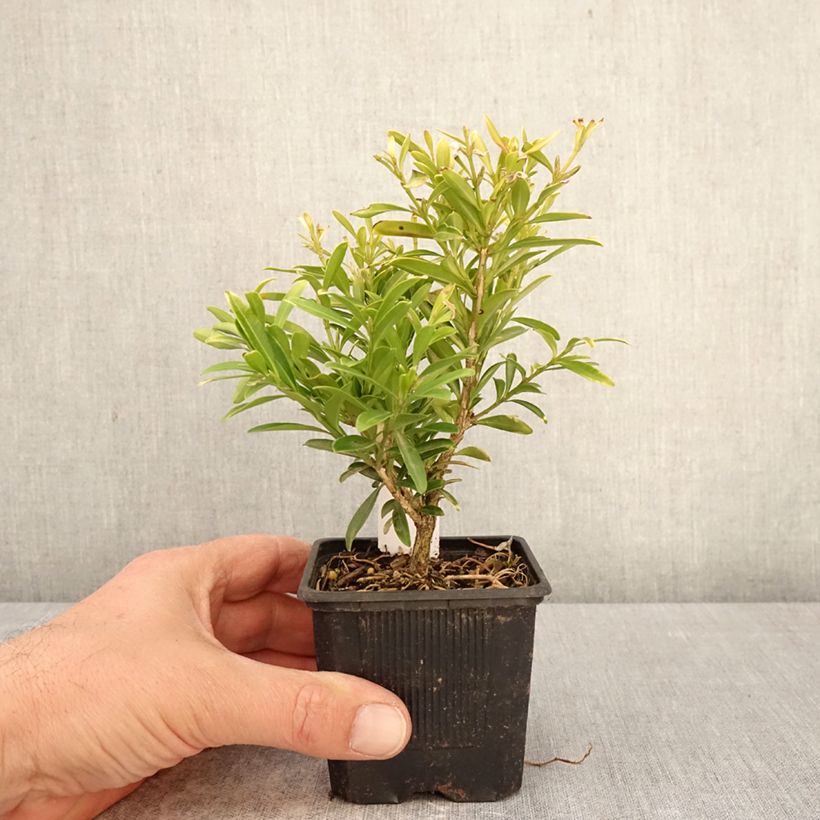 Spécimen de Buis - Buxus sinica var. insularis Mipo Godet de 8/9 cm tel que livré au printemps