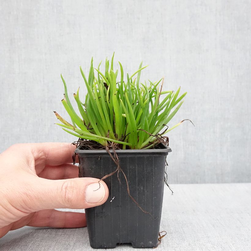 Example of Bulbine frutescens Avera Sunset Orange Godet de 8/9 cm as you get in printemps