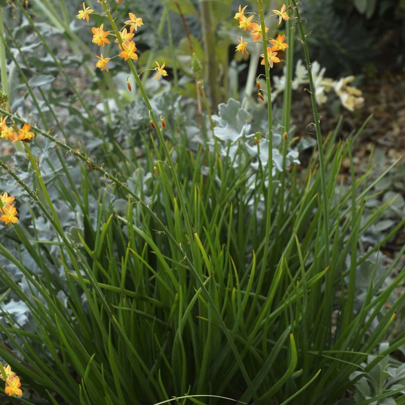 Bulbine frutescens - Bulbine jaune (Plant habit)