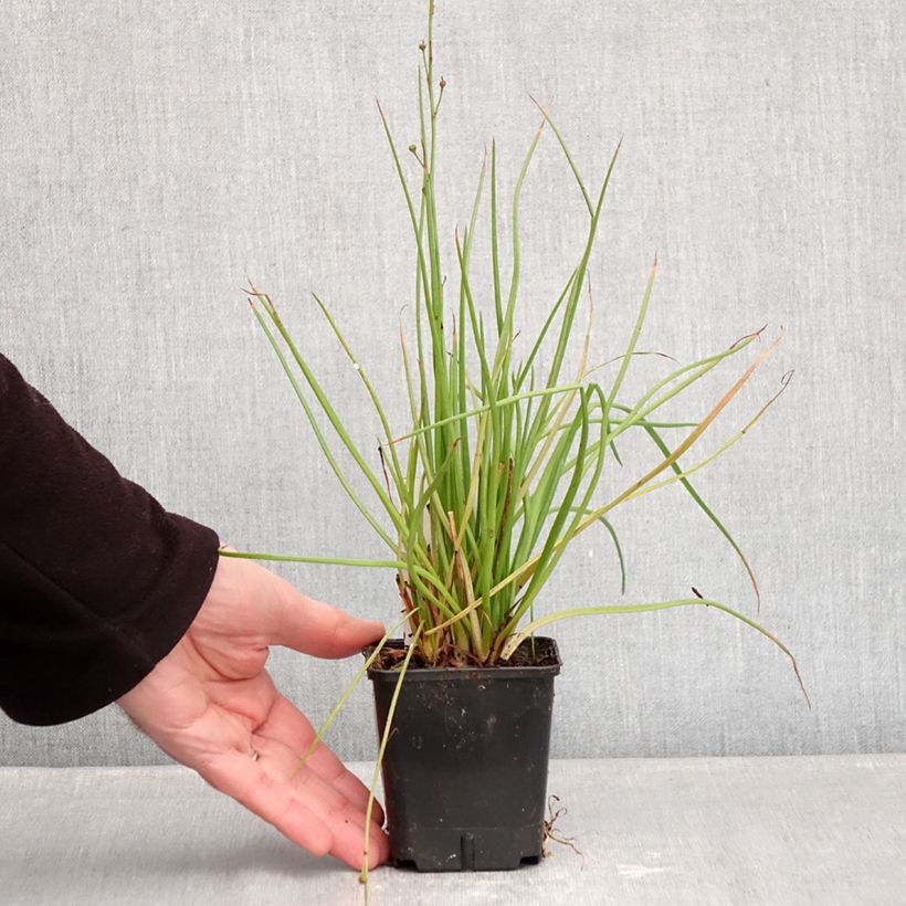 Spécimen de Bulbine frutescens Hallmarck Godet de 8/9 cm tel que livré en hiver