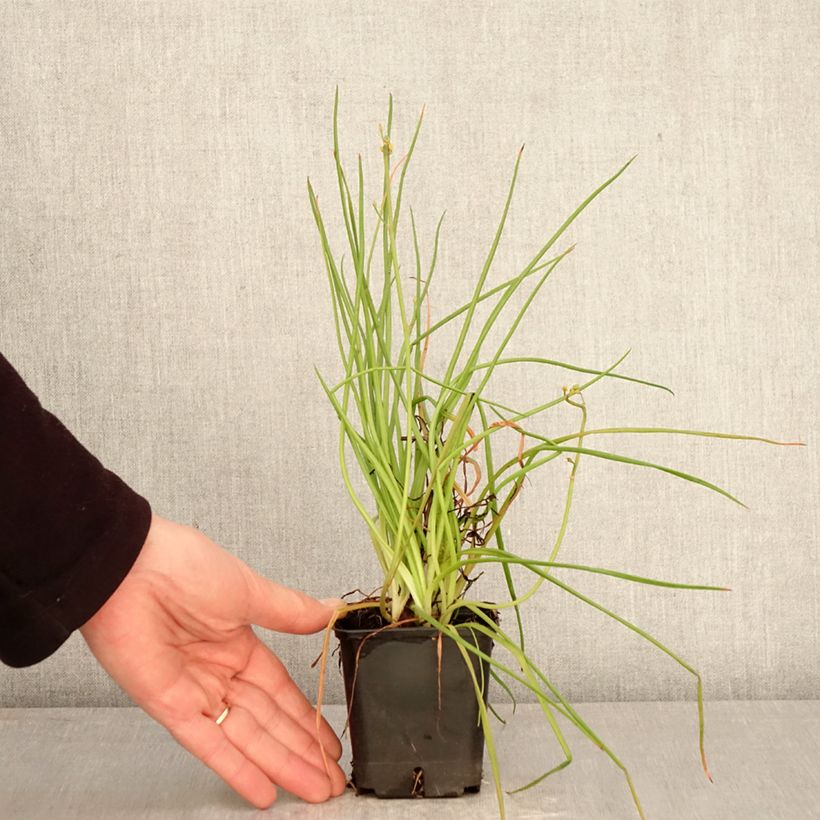 Spécimen de Bulbine frutescens Hallmarck Godet de 8/9 cm tel que livré au printemps