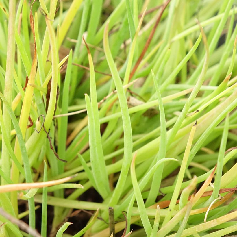 Bulbine frutescens Medicus (Feuillage)