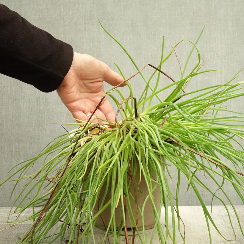 Spécimen de Bulbine frutescens Medicus Pot de 3L/4L tel que livré en automne