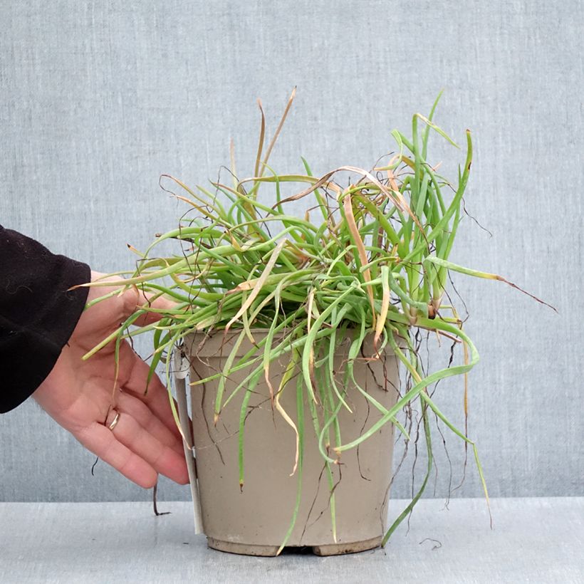 Spécimen de Bulbine frutescens Medicus Pot de 3L/4L tel que livré au printemps