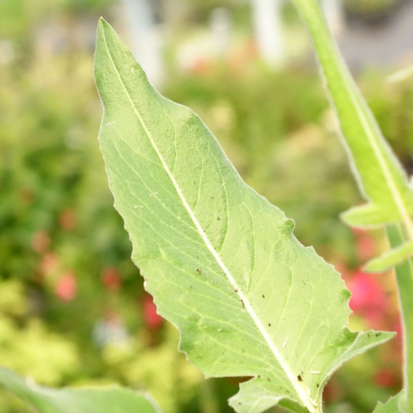 Bunias orientalis - Roquette d’Orient, Bunias d’Orient (Feuillage)