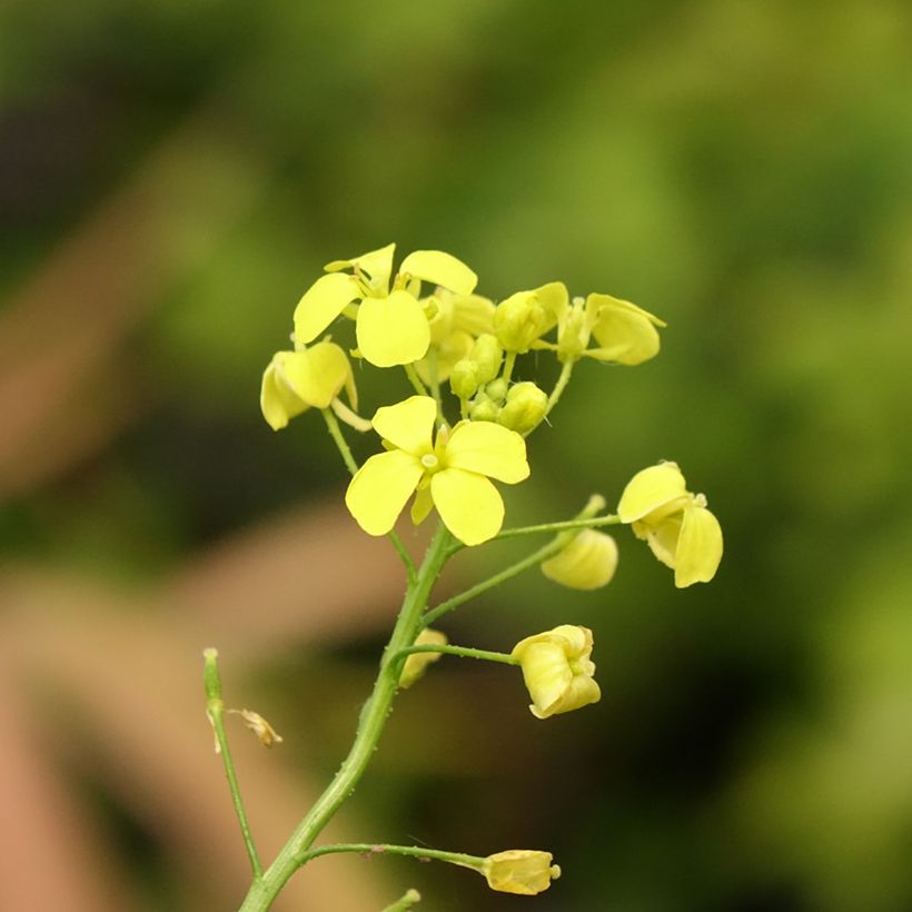 Bunias orientalis - Roquette d’Orient, Bunias d’Orient (Floraison)