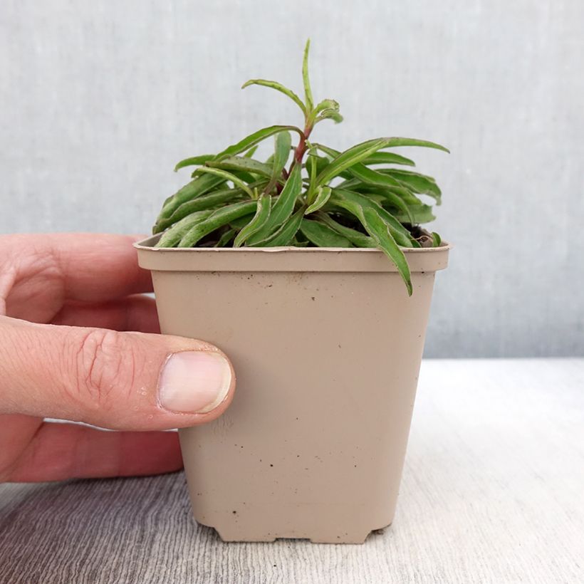 Spécimen de Buphthalmum salicifolium Alpen Gold Godet de 8/9 cm tel que livré au printemps