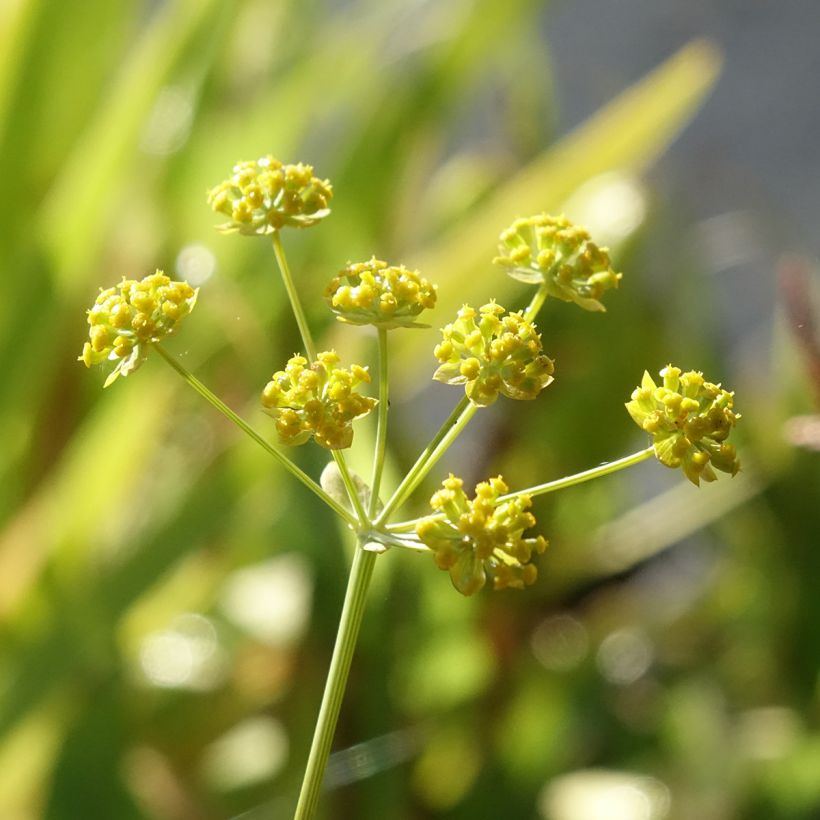 Bupleurum falcatum - Buplèvre en faux (Flowering)