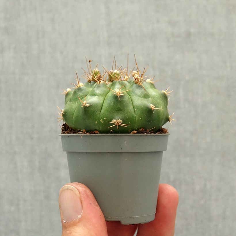 Spécimen de Cactus araignée - Gymnocalycium baldianum Mini-plante tel que livré au printemps