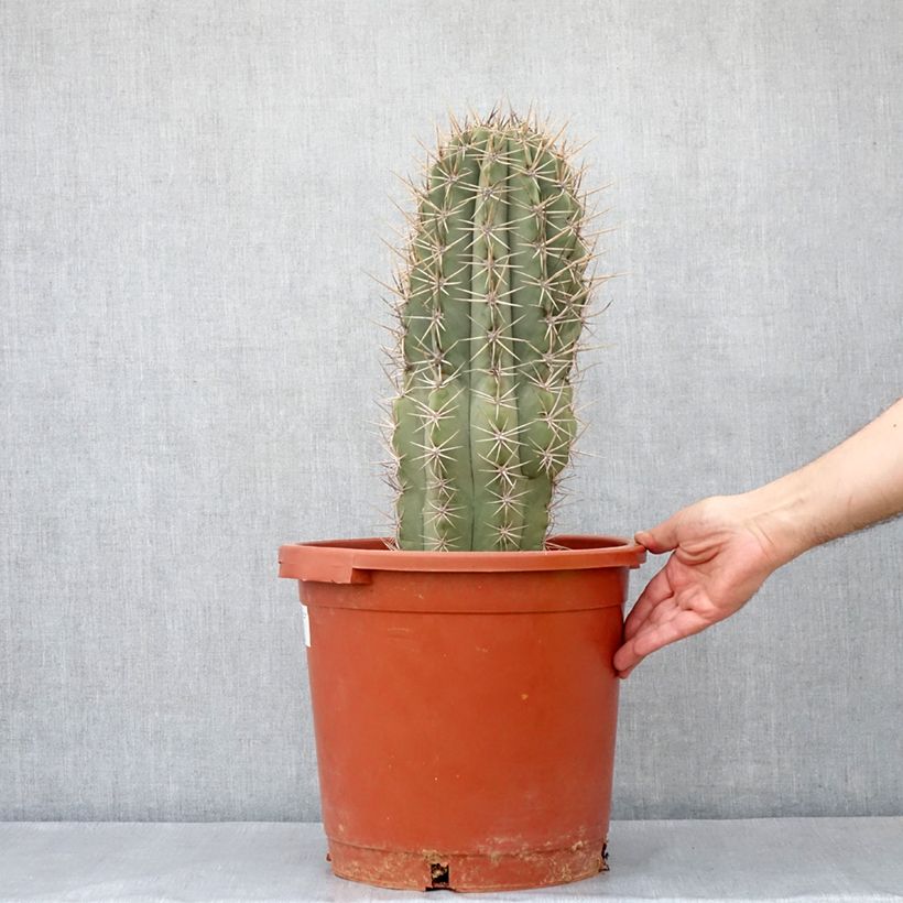 Spécimen de Cactus candélabre - Echinopsis pasacana Pot de 12L/15L tel que livré au printemps