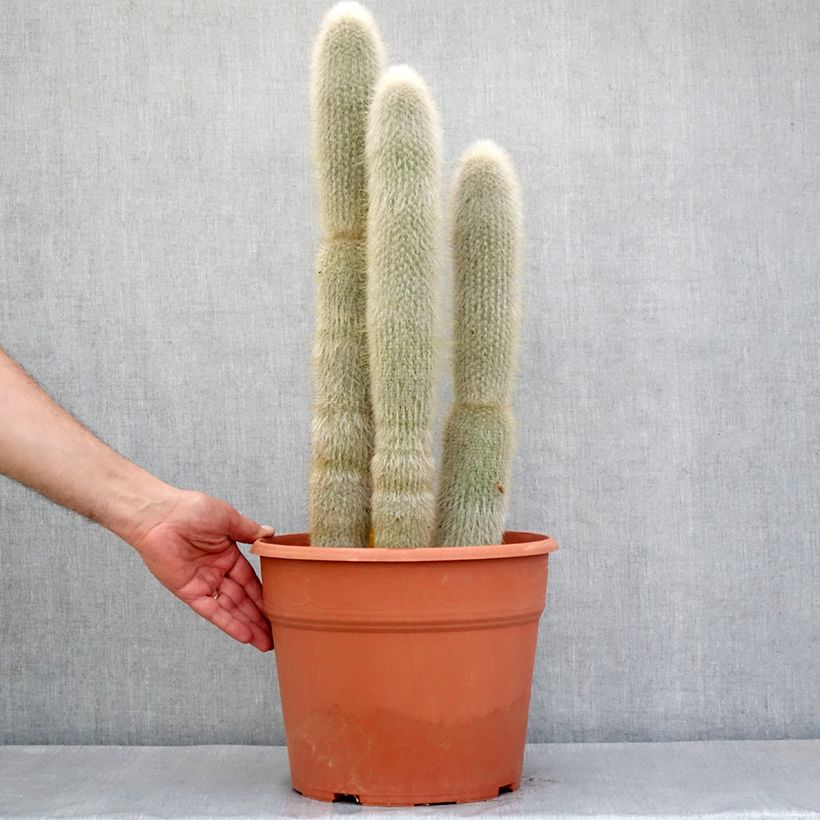Example of Cactus cierge - Cleistocactus strausii Pot de 12L/15L as you get in printemps