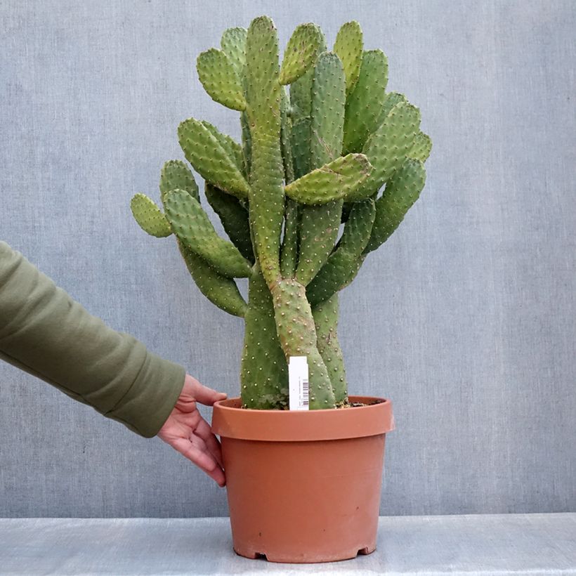 Spécimen de Cactus - Consolea rubescens Pot de 7,5L/10L tel que livré en hiver