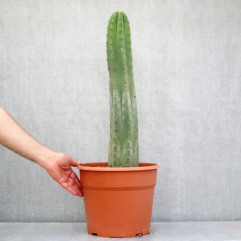 Spécimen de Cactus de San Pedro - Trichocereus pachanoi Pot de 12L/15L tel que livré au printemps