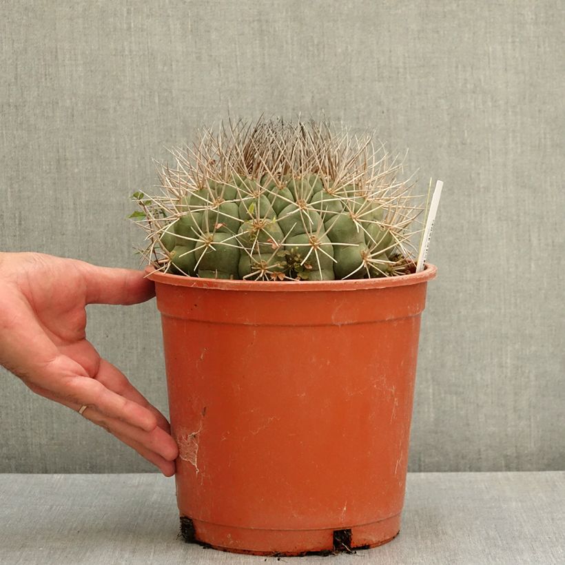 Spécimen de Cactus - Gymnocalycium saglionis Pot de 4L/5L, 16/18 diamètre tel que livré en été