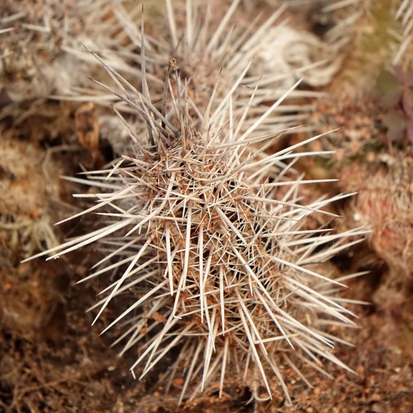 Cactus - Lobivia cardenasiana (Feuillage)