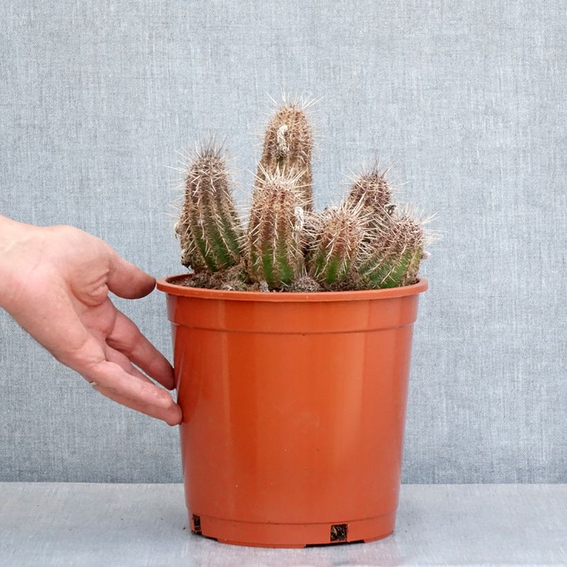 Spécimen de Cactus - Lobivia cardenasiana Pot de 4L/5L, 18/20 diamètre tel que livré au printemps