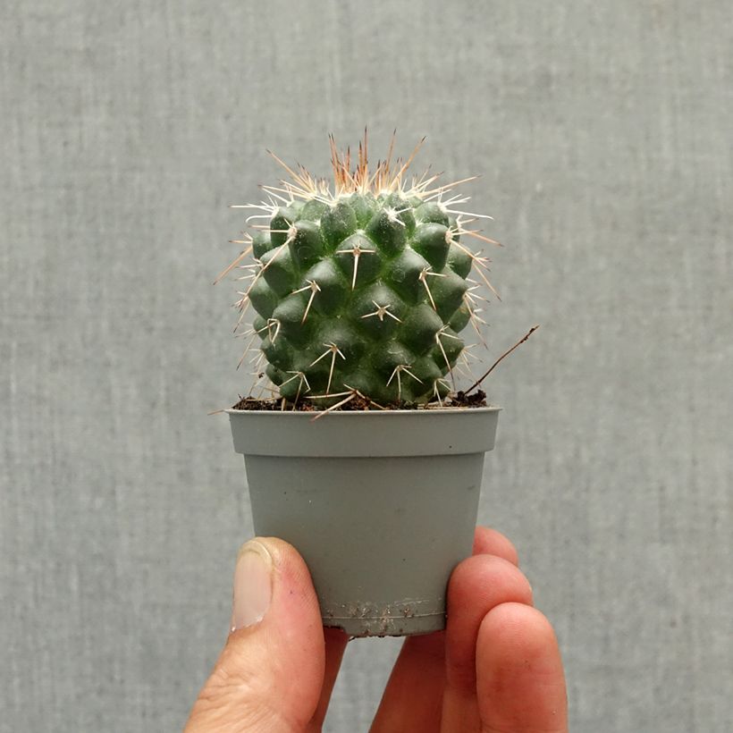 Spécimen de Cactus - Mammillaria baxteriana Mini-plante tel que livré au printemps