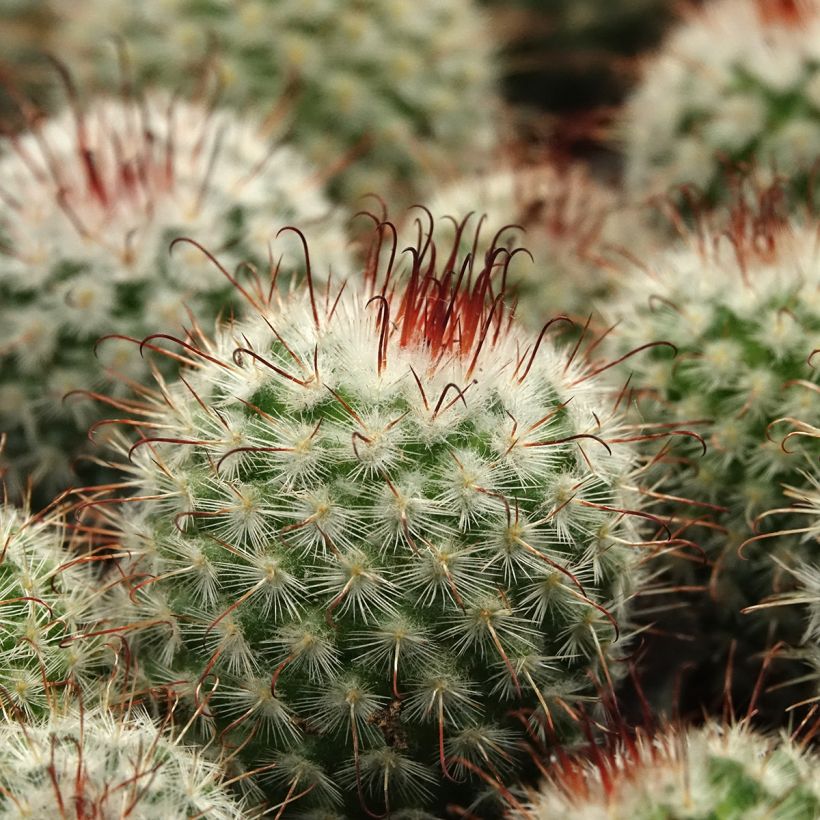 Cactus - Mammillaria bombycina (Feuillage)