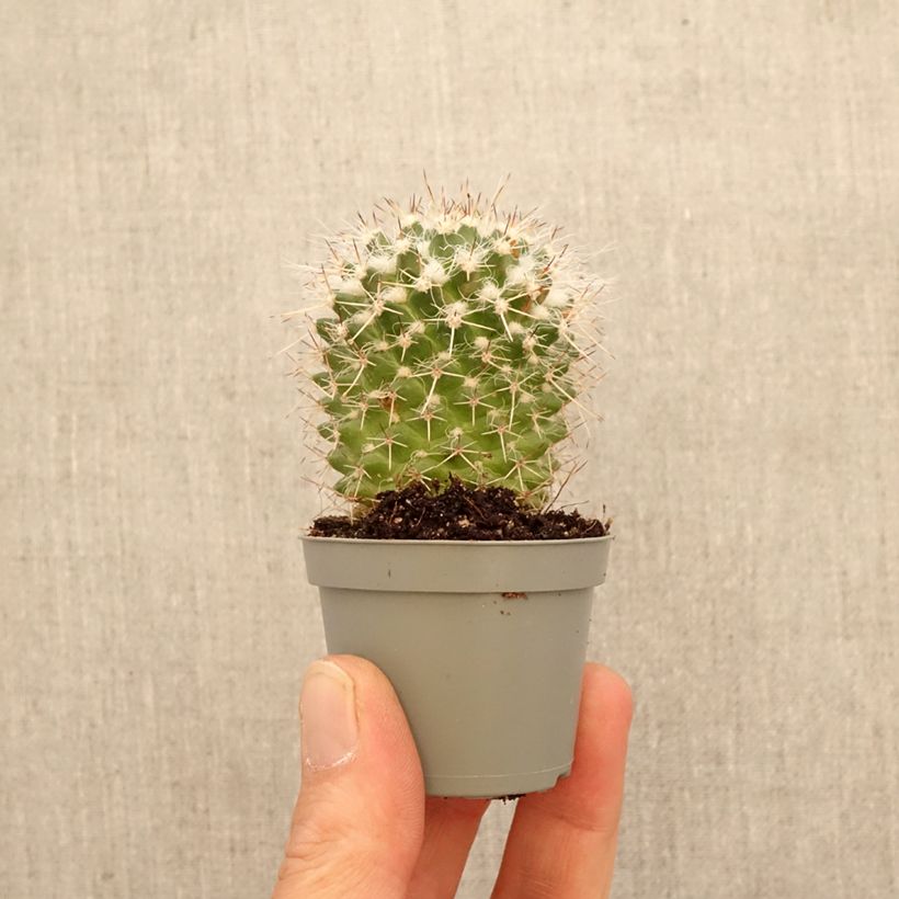 Spécimen de Cactus - Mammillaria compressa Mini-plante tel que livré au printemps