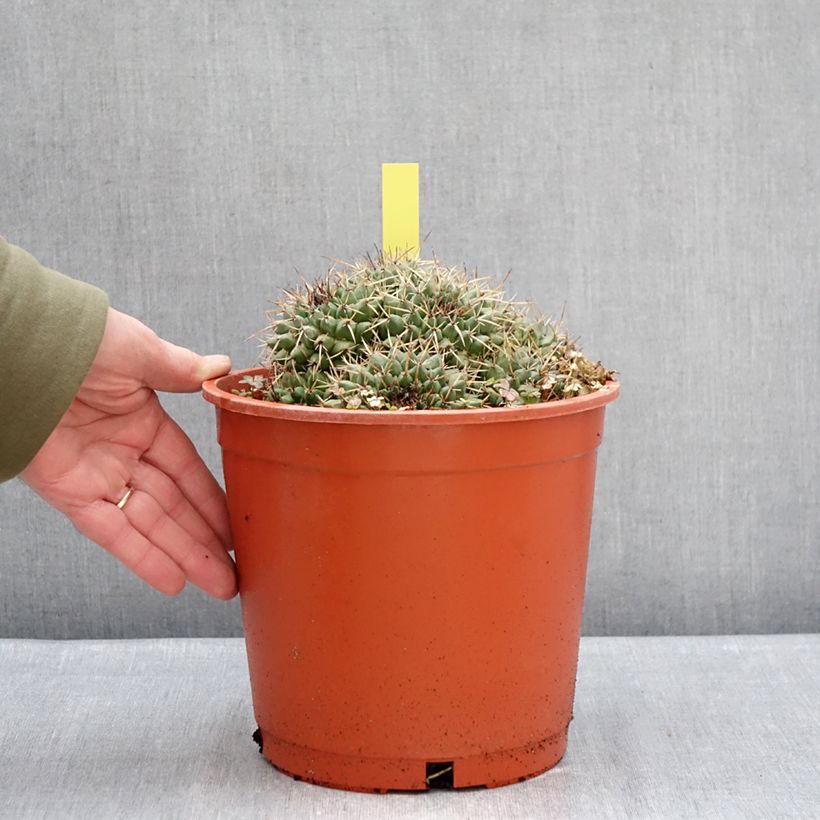 Example of Cactus - Mammillaria compressa Pot de 4L/5L, 15/18 diamètre as you get in hiver
