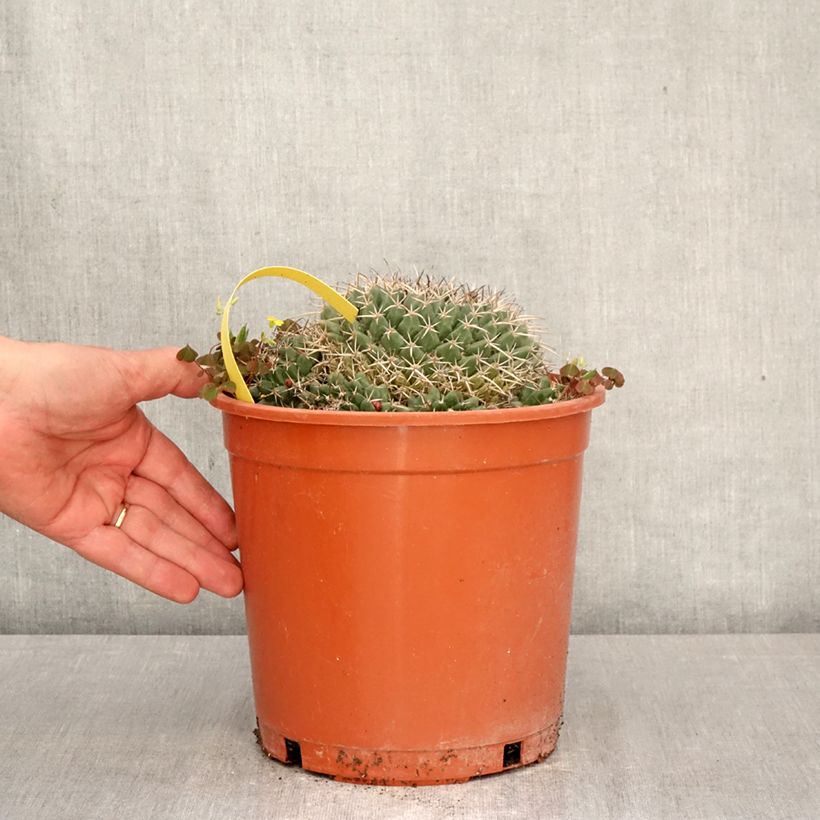 Spécimen de Cactus - Mammillaria compressa Pot de 4L/5L, 15/18 diamètre tel que livré au printemps