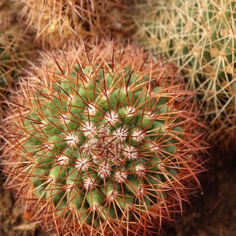 Cactus - Mammillaria ernestii var. rubrispina (Feuillage)