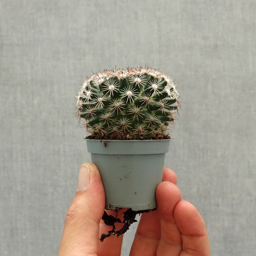 Spécimen de Cactus - Mammillaria heyderi Mini-plante tel que livré au printemps