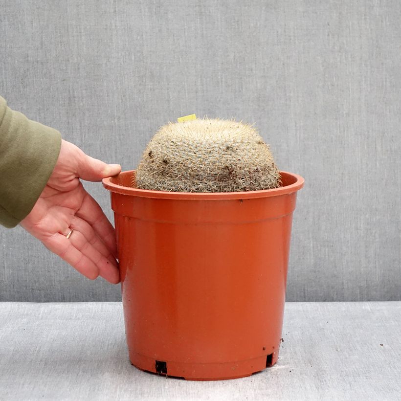 Spécimen de Cactus - Mammillaria muehlenpfordtii Pot de 4L/5L, 15/16 diamètre tel que livré en hiver