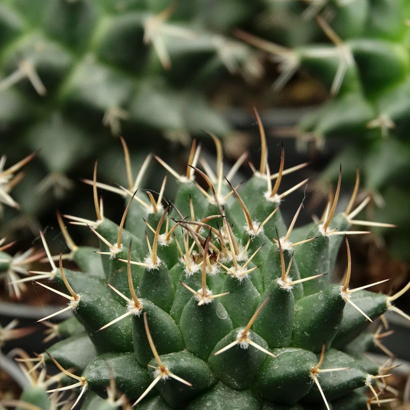 Cactus - Mammillaria nejapensis Silver Arrows (Feuillage)
