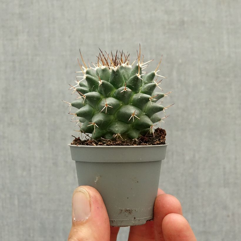 Spécimen de Cactus - Mammillaria nejapensis Silver Arrows Mini-plante tel que livré au printemps