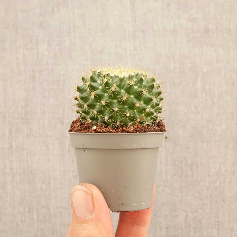 Spécimen de Cactus - Mammillaria pringlei Mini-plante tel que livré au printemps