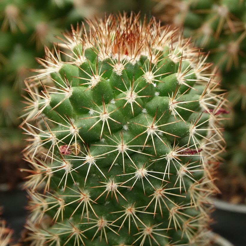 Cactus - Mammillaria ruestii (Feuillage)
