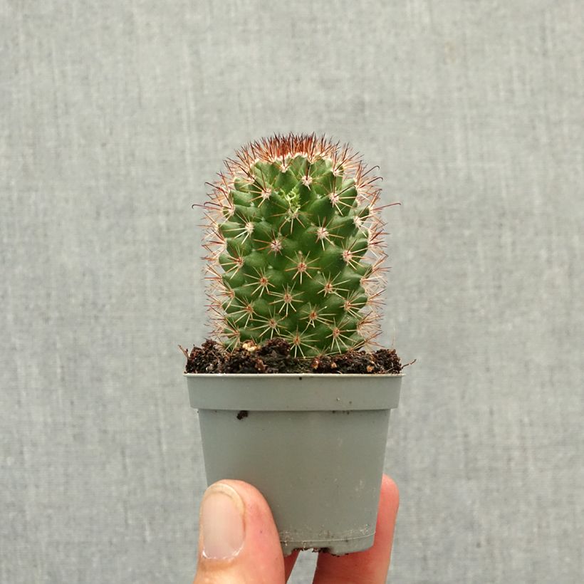 Spécimen de Cactus - Mammillaria ruestii Mini-plante tel que livré au printemps