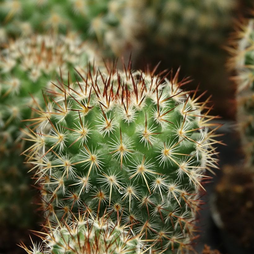 Cactus Mammillaria spinosissima f. rubrispina  (Feuillage)