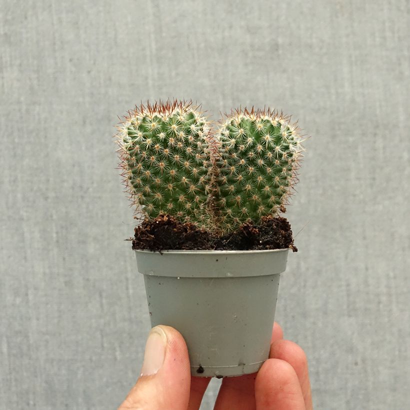 Spécimen de Cactus Mammillaria spinosissima f. rubrispina  Mini-plante tel que livré au printemps