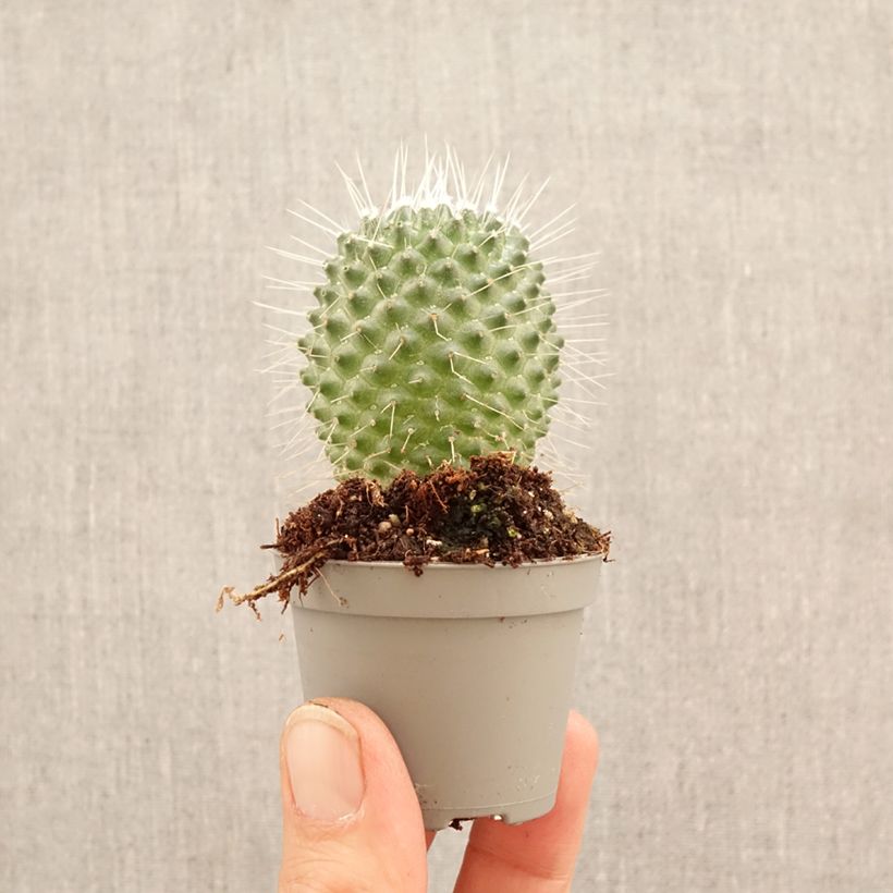 Spécimen de Cactus - Mammillaria Un Pico Mini-plante tel que livré au printemps
