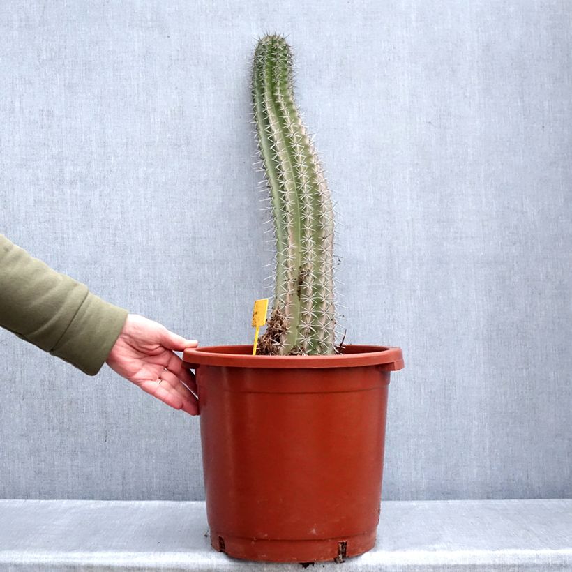Spécimen de Cactus - Stenocereus griseus Pot de 12L/15L tel que livré en hiver