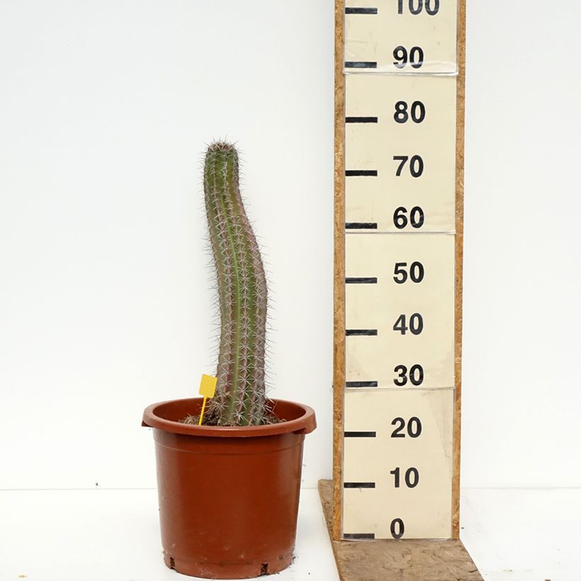 Spécimen de Cactus - Stenocereus griseus Pot de 12L/15L tel que livré au printemps