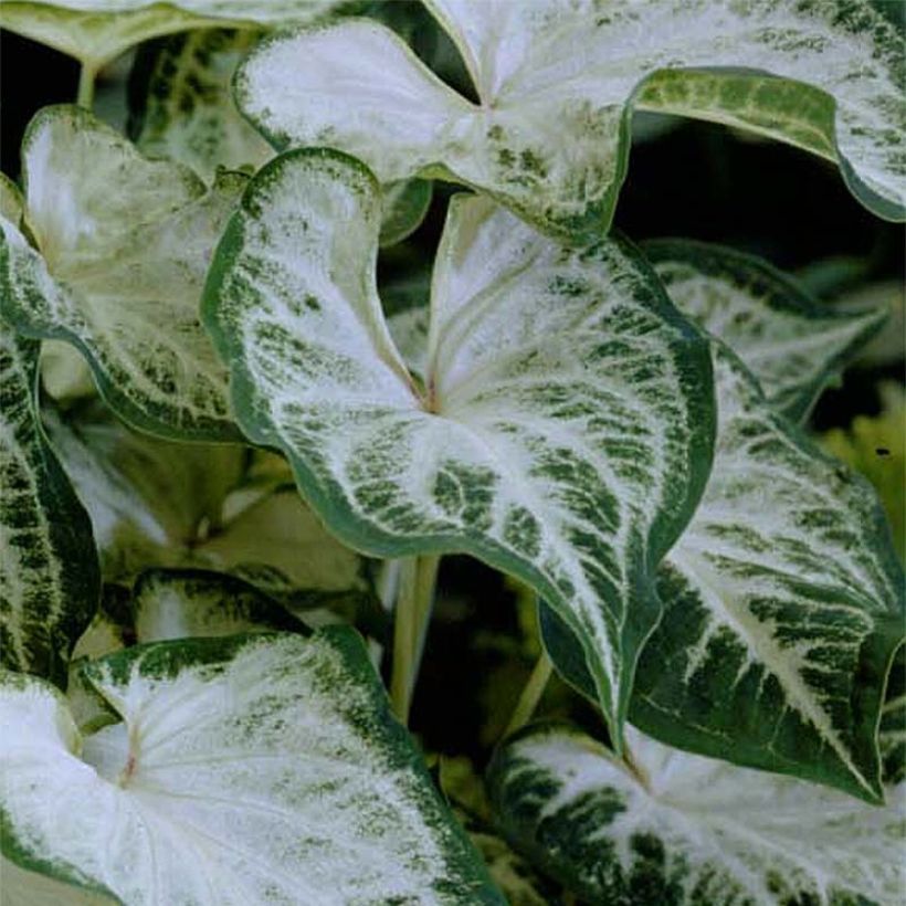 Caladium Aaron (Foliage)