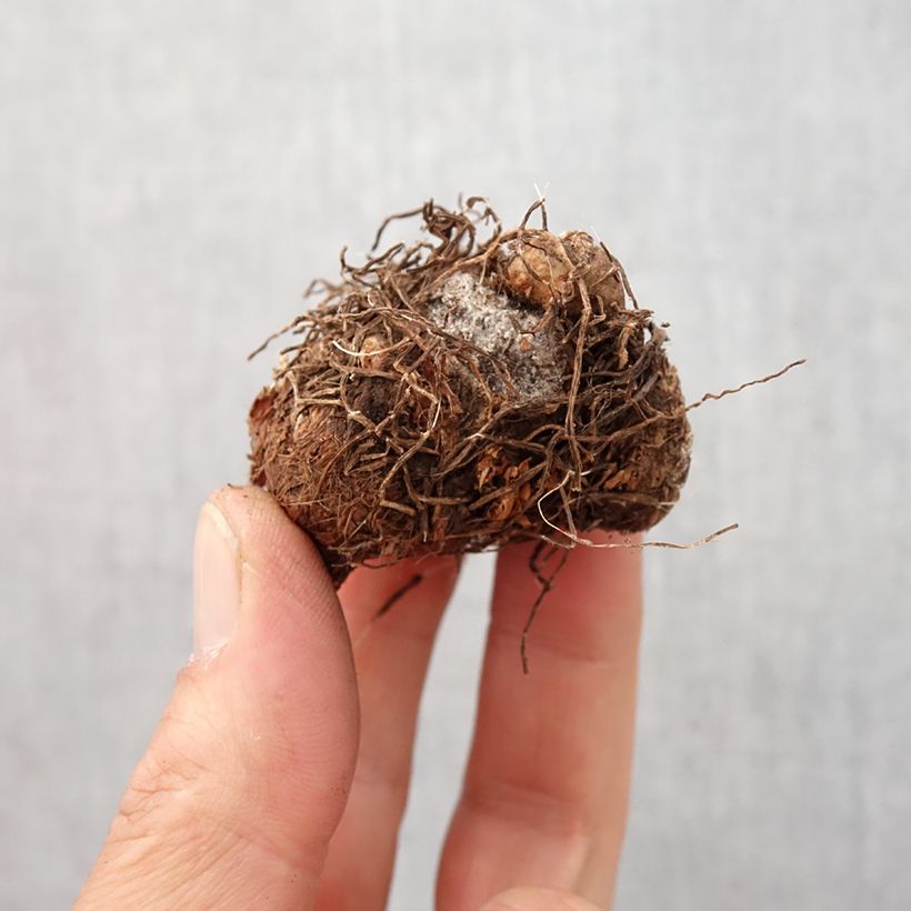 Example of Caladium Aaron Bulbe calibre I as you get in printemps